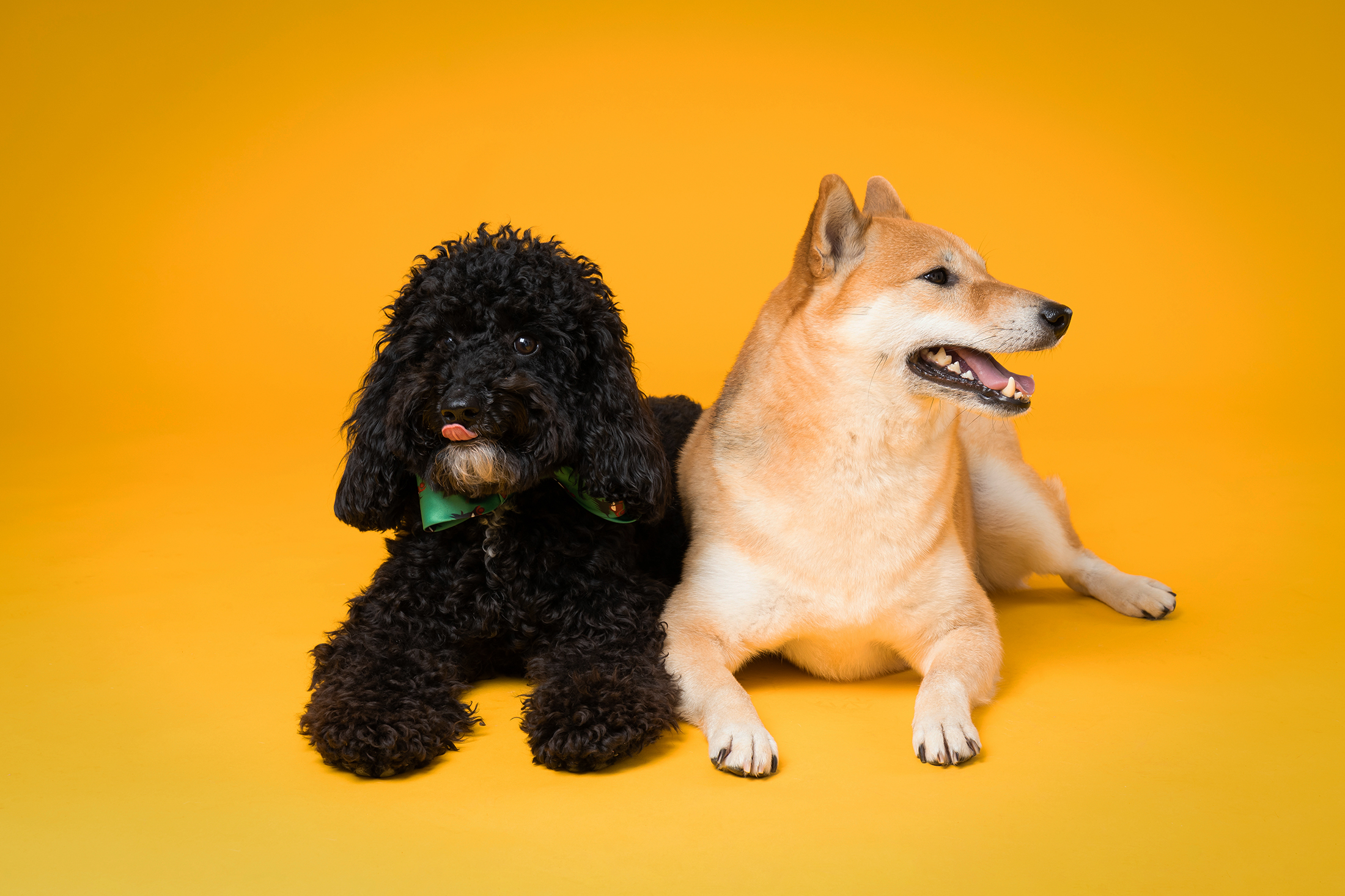 Your Dog Supply Store Blog